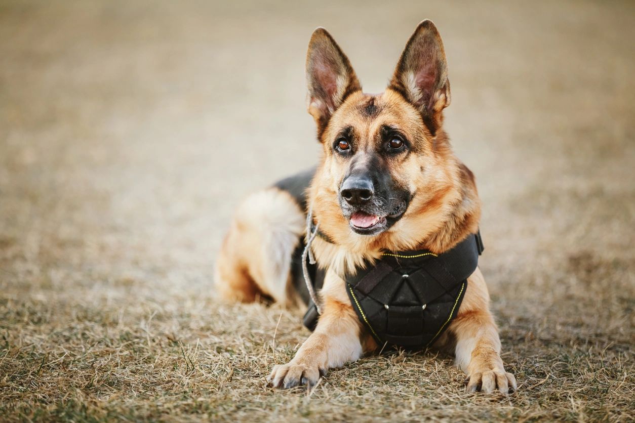 Hunter Group Security k9 Unit image